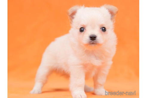 成約済の東京都のチワワ(ロングコート)-200329の5枚目